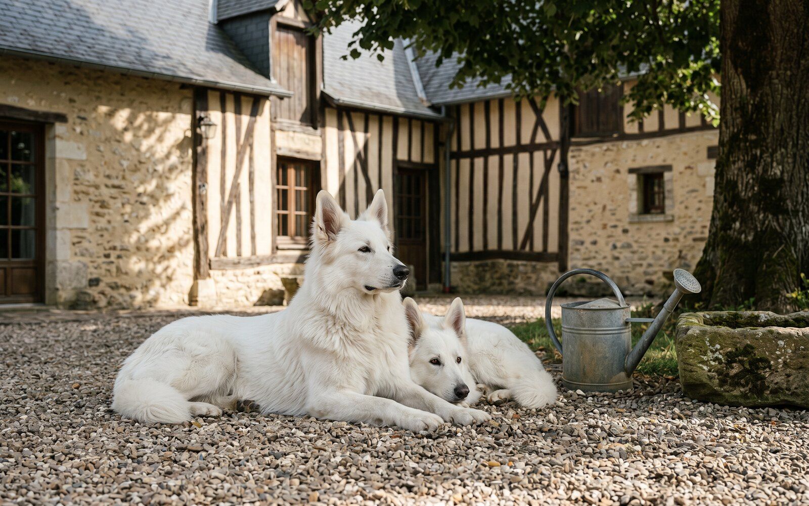 La cour de la longère percheronne, façade en pierre et pans de bois, deux bergers blancs couchés à l'ombre