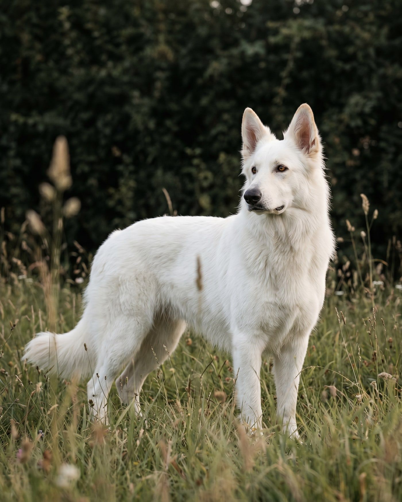 Saga, berger blanc suisse femelle de cinq ans, portrait pleine page debout dans la prairie