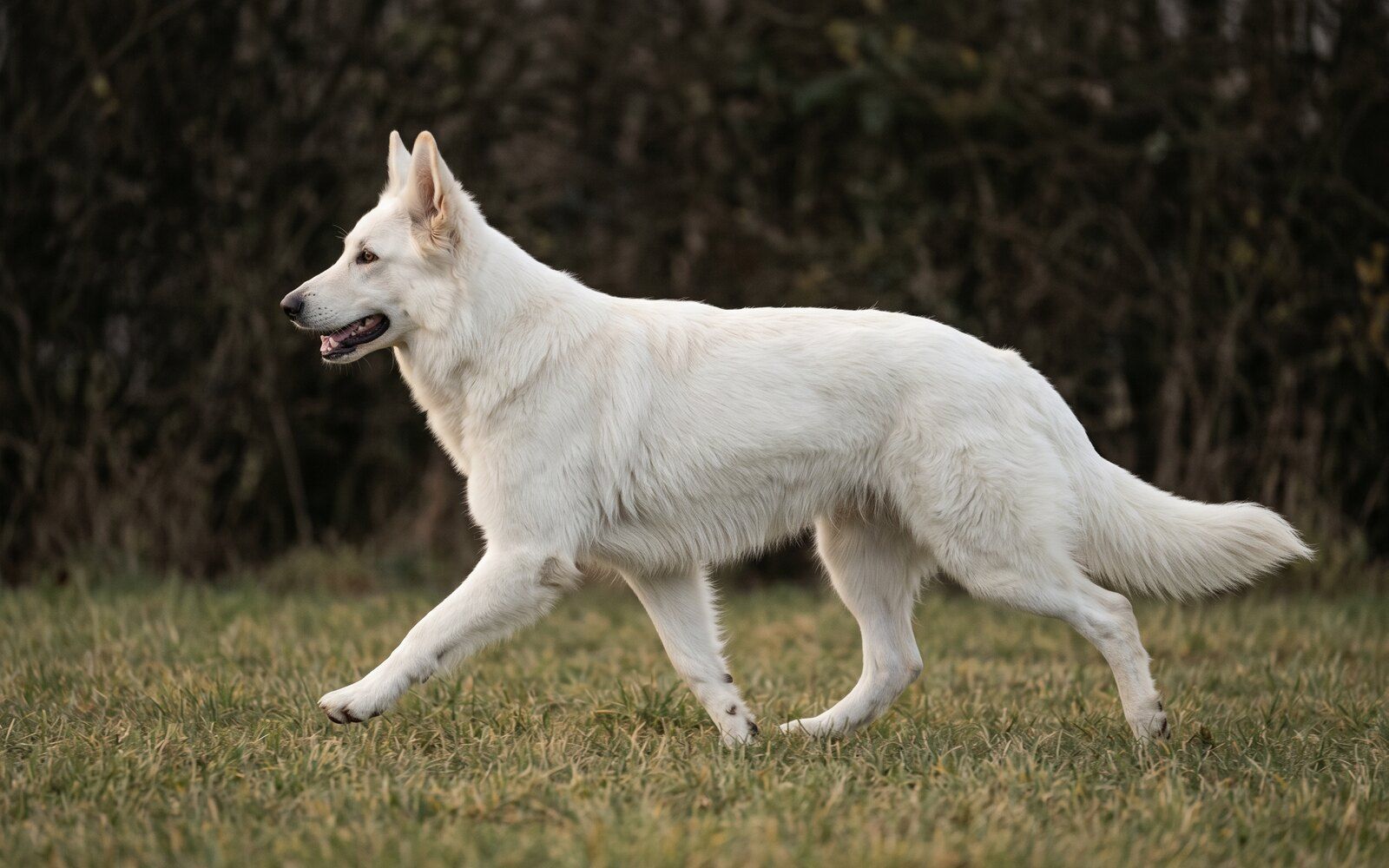 Saga de profil au trot dans la prairie, port de tête haut, fin d'après-midi