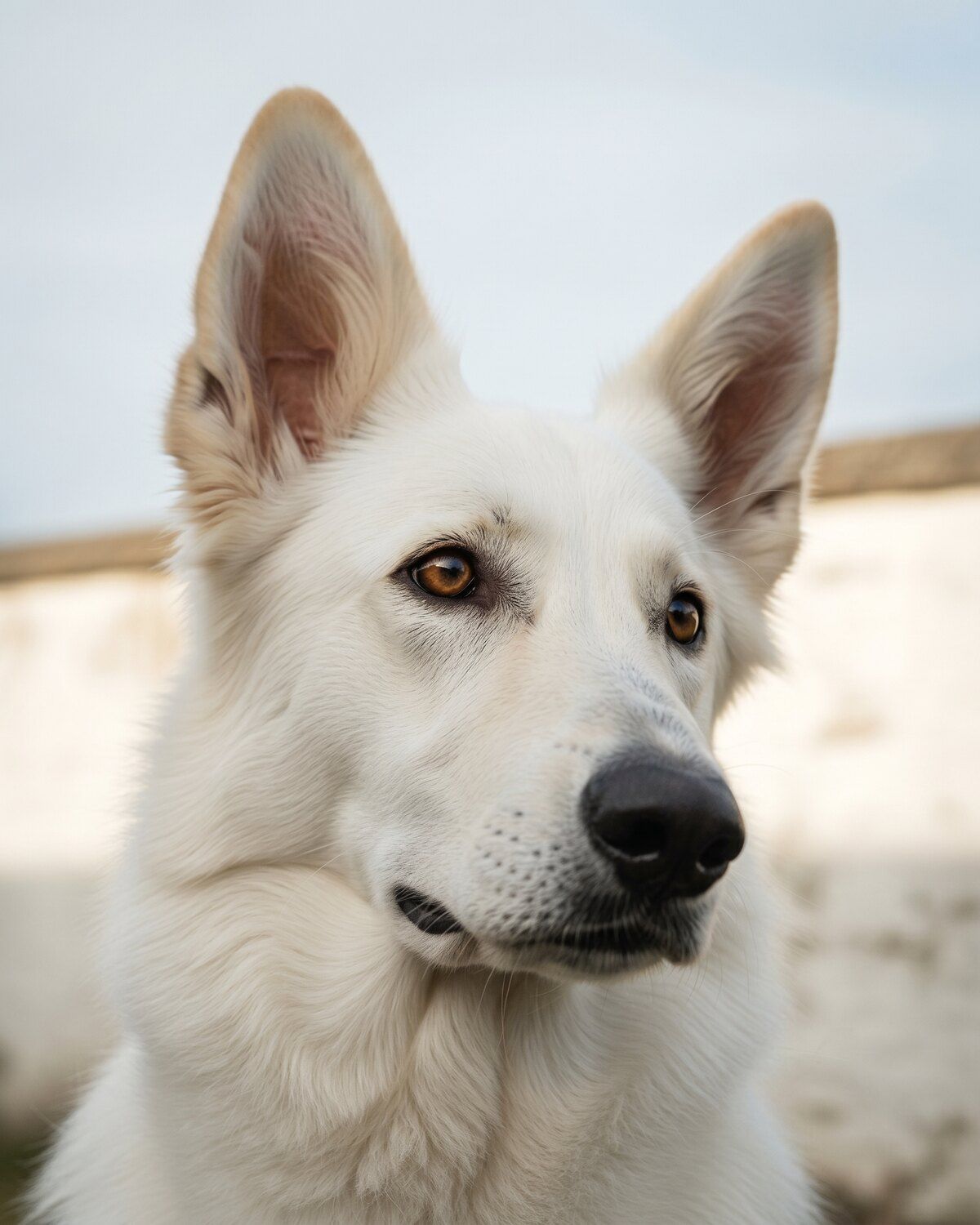Portrait rapproché de Vesper, jeune femelle berger blanc suisse, expression vive et curieuse