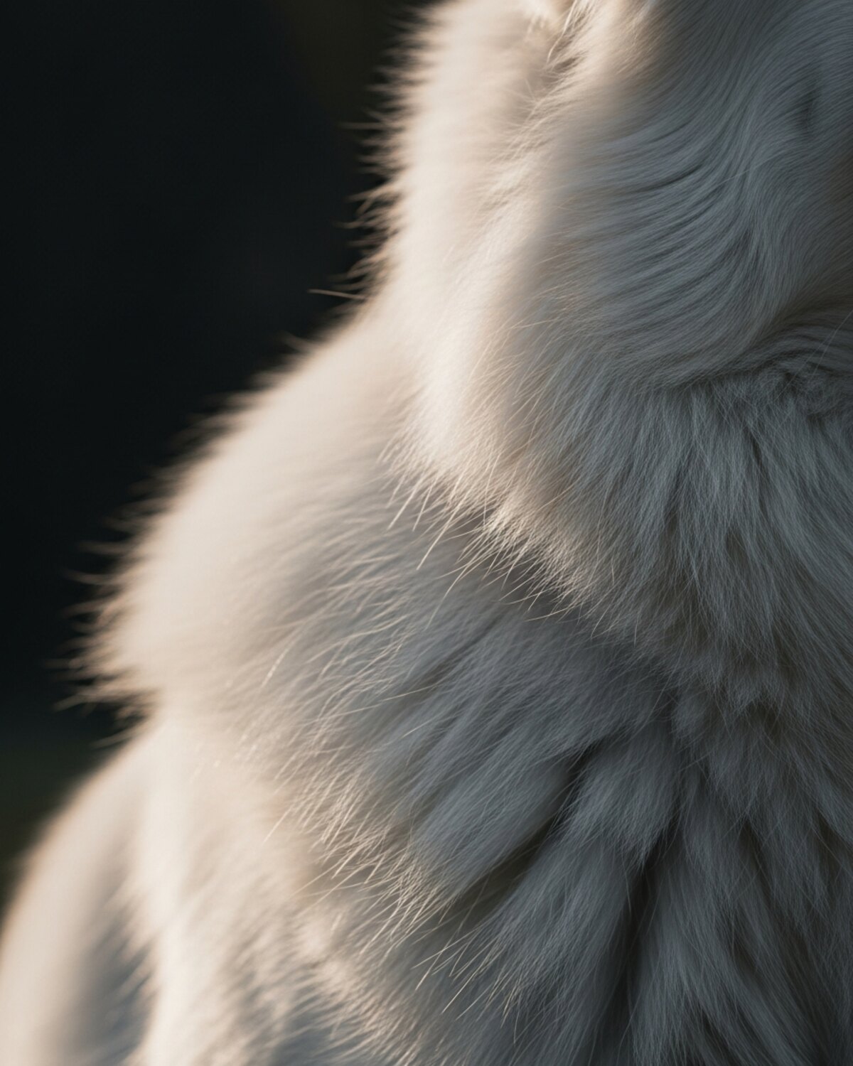 Détail en gros plan du poil blanc et de l'oreille d'un berger blanc suisse en contre-jour