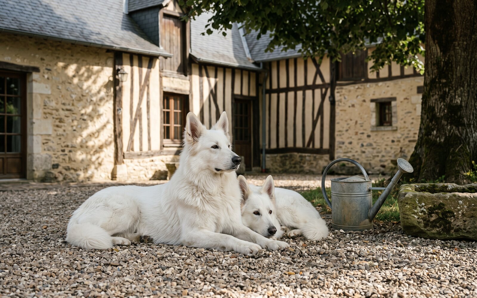 La cour de la longère percheronne, façade en pierre et pans de bois, deux bergers blancs couchés à l'ombre