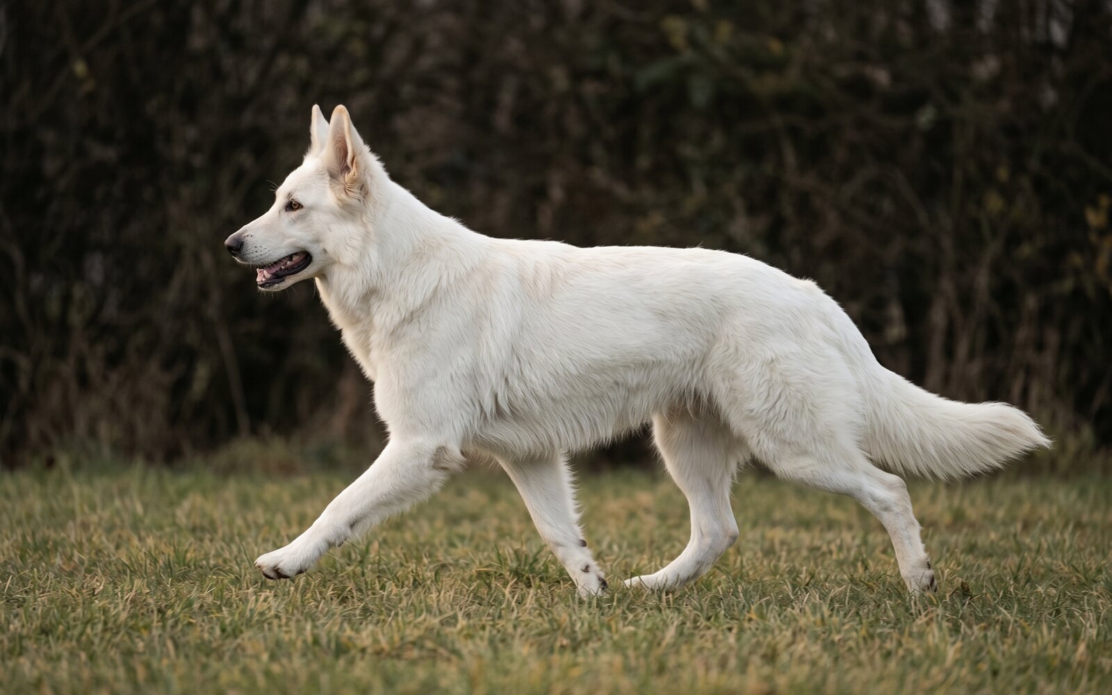 Saga de profil au trot dans la prairie, port de tête haut, fin d'après-midi